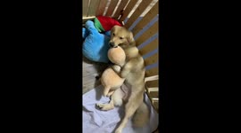 Golden Retriever Puppy Hugs Teddy In Kennel