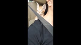 Kitten Sits On Driver's Shoulder