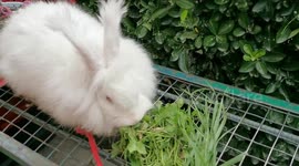 Big Rabbit feeding