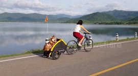 Pampered, lazy husky savors scenic ride in Thailand