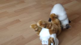 Tiny kitten fighting with much larger stuffed tiger