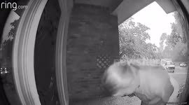 Moment Texas woman slips and almost faceplants her front door is caught on camera