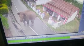 Miraculously escape attack of Wild Elephant in southern India.