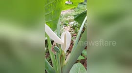 Rare scene of Elephant Ear blooming in China's Yichang