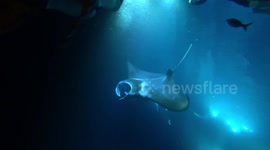 Manta Rays feeding at night, aided by lights,  off Kona, Hawaii. Popular event for divers and snorkelers.