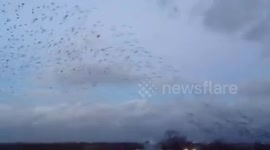 Starling Murmuration - Bird Art