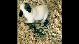 Puppy dance