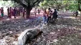 Giant crocodile triggers panic in Indian village