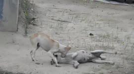 Two cute funny dog are fighting with each other....