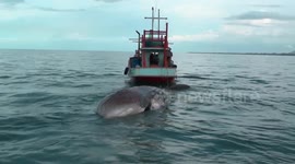 Huge dead whale dragged ashore in Thailand to investigate its cause of death