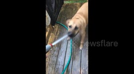 German Shepherd takes on water hose
