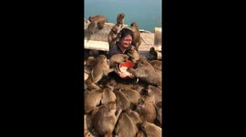 Pack of hungry monkeys swarm woman feeding them