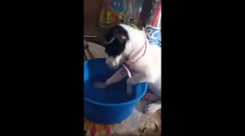 Adorable tiny puppy can't stay awake during bath time