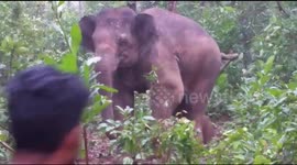 Young elephant gets into fight with men who 'throw sticks and stones' at her herd