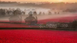 English countryside bursts to life with blooming poppies
