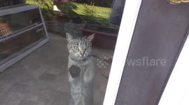 kitten paws/scratches at glass door