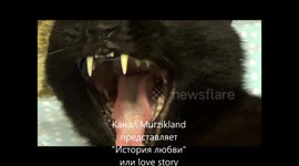 История  любви маленькой собачки