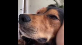 Doggy spa face massage