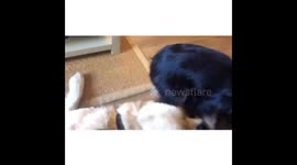 Cocker spaniel puppy playing / getting eaten by Golden Retriever