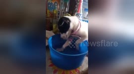 Adorable tiny puppy fails to stay awake during bath time