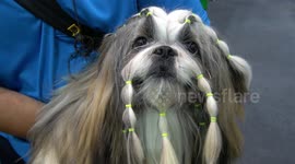 Pet Expo in Bangkok has some seriously stylish pooches