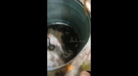 The woman used her hands to catch hundreds of king cobra
