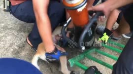 Hapless dog rescued after getting stuck in iron gate while sheltering from rain