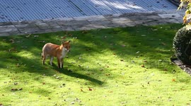 Urban fox visiting garden in England, UK