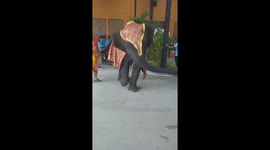 Elephant 'dances' next to trainer on Thailand street