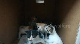 New 6 Born Kitties