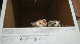 Six Kitties Waits Mom Return