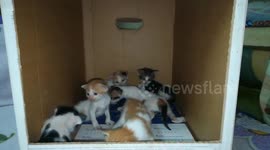 Twins Born Kitties In Home