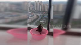 Determined turtle in China can't quite climb out of a plastic bowl