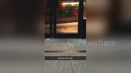 Mice in Subway Greenwich