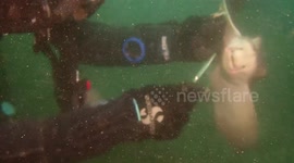 Diver frees bat ray hooked to fishing line in southern California