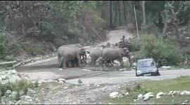 Stampede of elephants attack tourist cars blocking their path in north Indian park