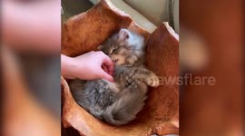 A husband and wife paid $25,000 to clone their beloved cat who had been with them since they were newlyweds
