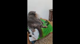 Pet-flix and chill! Cat lounges on bed watching TV in Israel