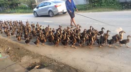 The master shepherd of ducks! Vietnamese man guides dozens of ducks walking along the road