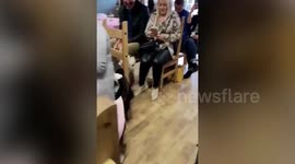 Loved-up bulldogs exchange ‘bow vows’ at their wedding
