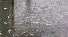 Raindrops falling on autumn leaves floating on a pond.