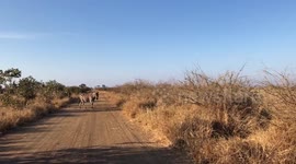 UK tourists encounter a literal zebra crossing while driving deep in Kruger National Park