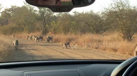 British tourists wait patiently for a huge troop of Baboons to pass in Kruger National Park