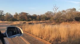 Exciting moment a pride of lions walk in front of British tourists car in South Africa’s Kruger National Park