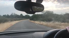 Beautiful African leopard spotted casually walking through Kruger park