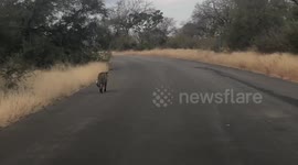 Beautiful African leopard spotted walking close to a tourist car in Kruger