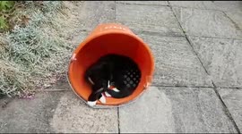 Kitten in a bucket