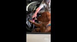 Golden retriever ready to drive my car