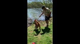 Golden retriever jumps in the lake to fetch sticks