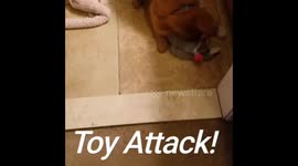Puppy attacks and plays with his toys